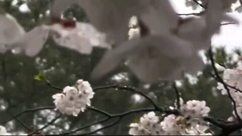 Relaxing Morning, Birds and Gorgeous Flowers, Nature Ambiance Part 10