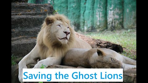 Saving the Ghost Lions