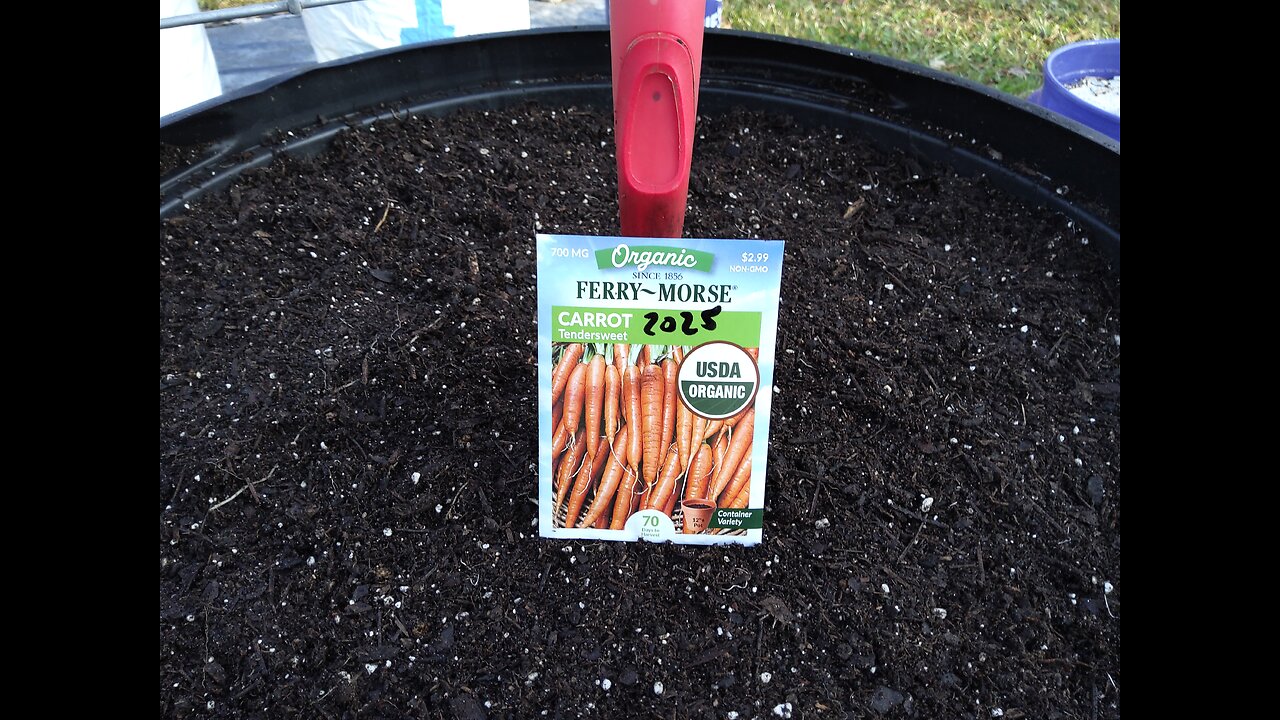 Planting November Carrots 11/14/25