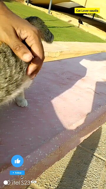 "Filled with love, purrs, and endless cuddles. 🐱💖 #CatLover #SweetFelineMoments #PurrfectlyHappy"