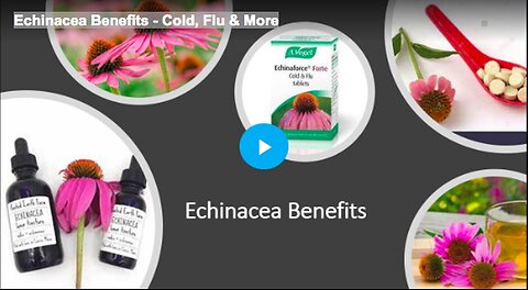 How to use echinacea to treat colds and the flu