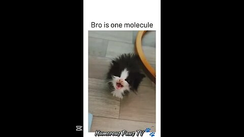 These Pets Deserve an Award for Being Ridiculous!