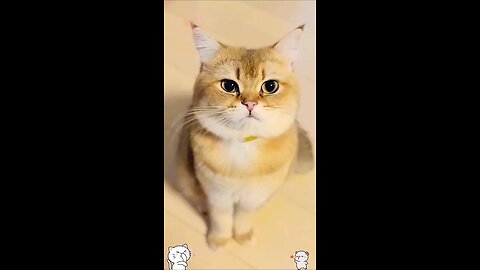 cute kitten,s 😻😻😻