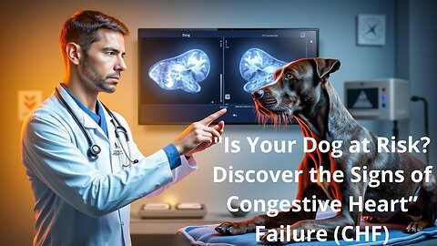 Congestive Heart Failure (CHF) in Senior Dogs: What You Need to Know