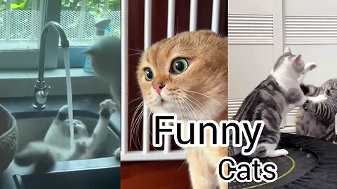 Funny cate funny moments