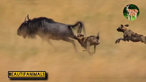 Wild bull hunting by wild dogs#dog#