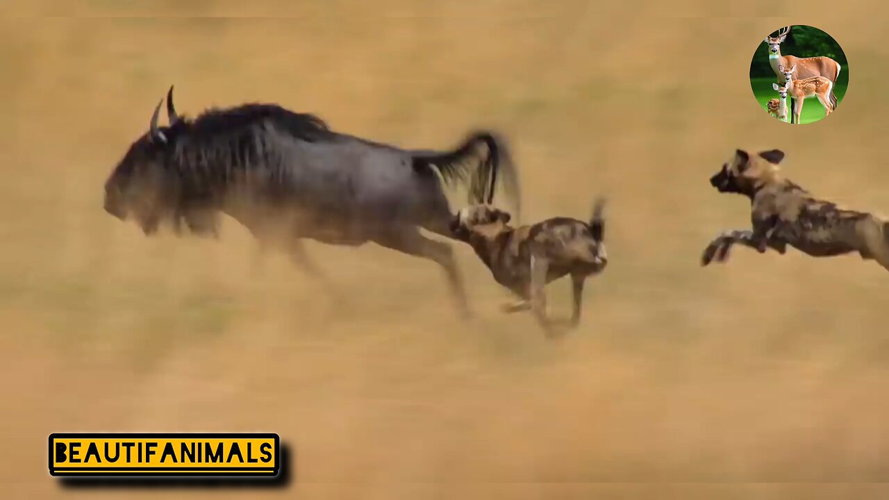 Wild bull hunting by wild dogs#dog#