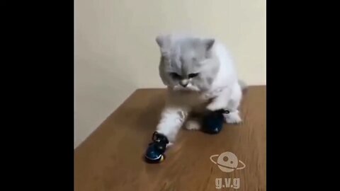 Cutest Animals That Will Melt Your Heart!"