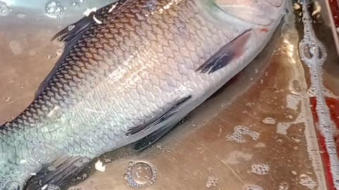 Bangladesh Fish Market