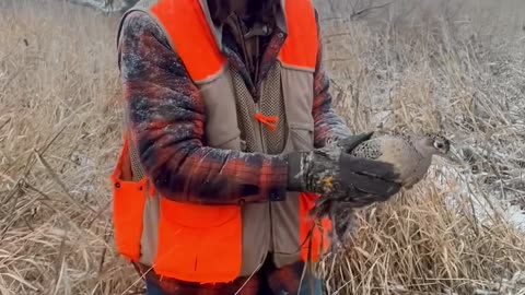 Expecting a Wild Pheasant to Majestically Fly Away (It Was Not Injured)