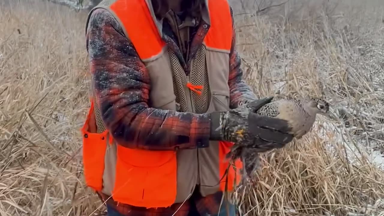 Expecting a Wild Pheasant to Majestically Fly Away (It Was Not Injured)