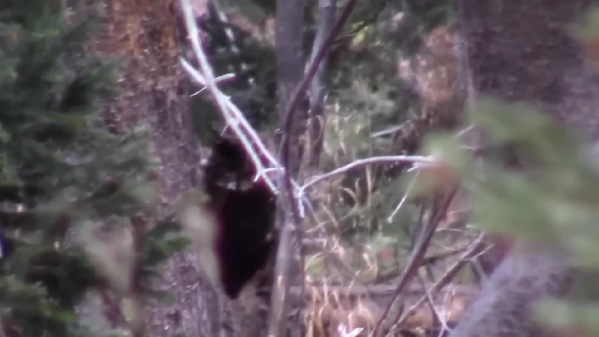 Bigfoot Sightings 2025! Hunters Capture the Clearest Footage Yet!