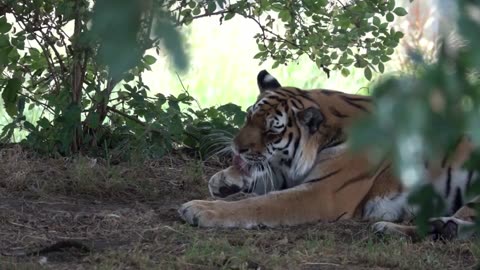 "A mind that is stretched by a new experience can never go back to its old dimensions."