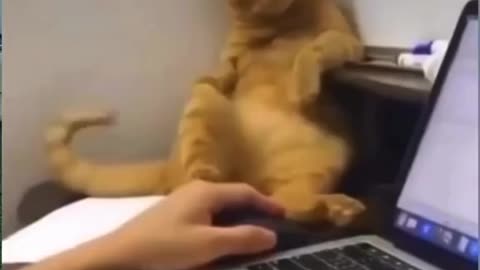 #cats when they are tired of pretending 😂