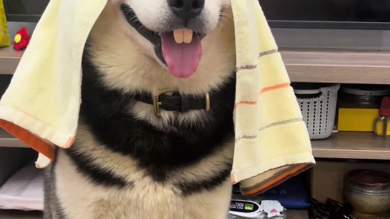 cute dogs