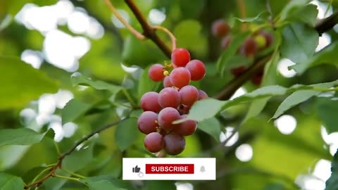 старики принимают это чтобы избавиться тромбов за 7 дней Натуральное решение Барбары О'Нил