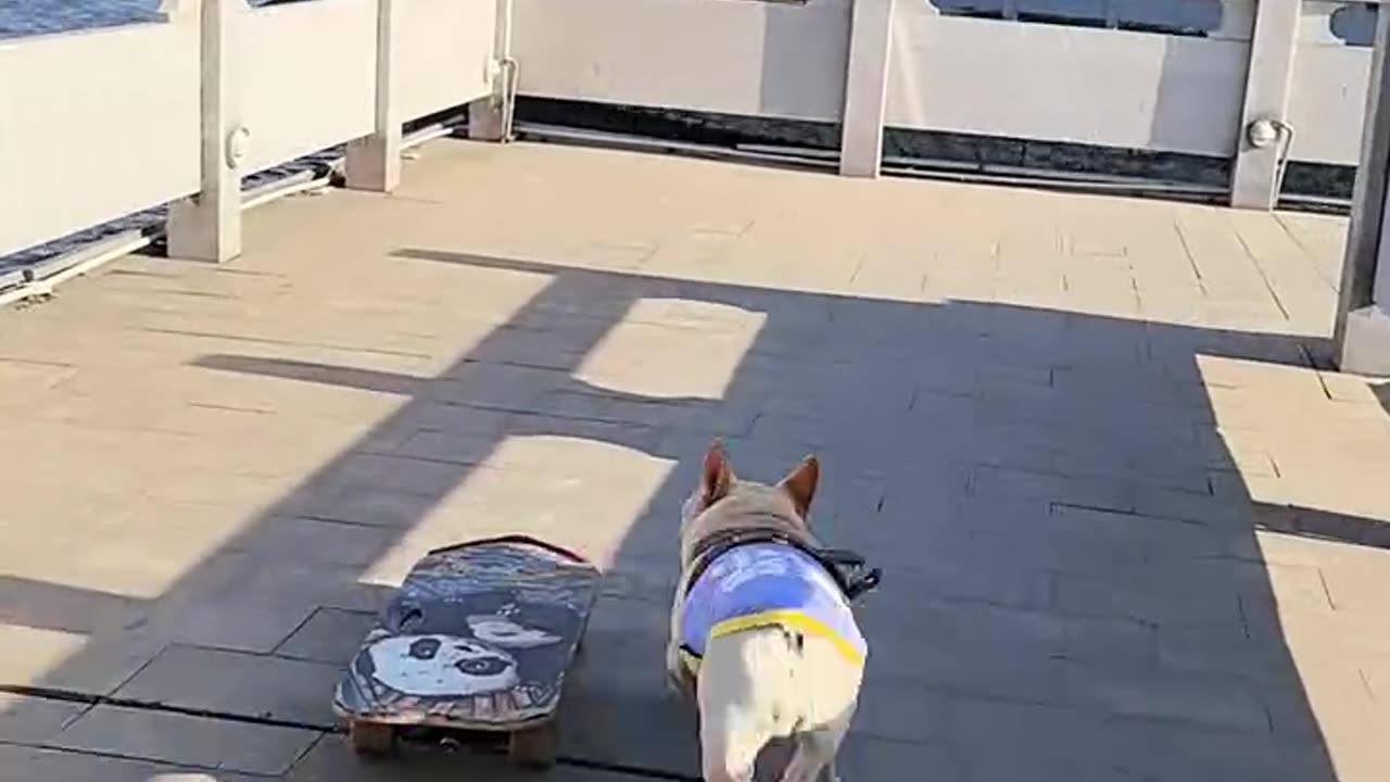 🐶🛹 Dog Skateboarding Down the Stairs So Smoothly! 😍🔥