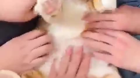 Cats Just Wanna Have Fun! 🎶🐱