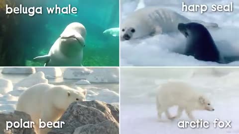 Trending: A Walk in the Arctic for Kids | Educational Video for Early Learners
