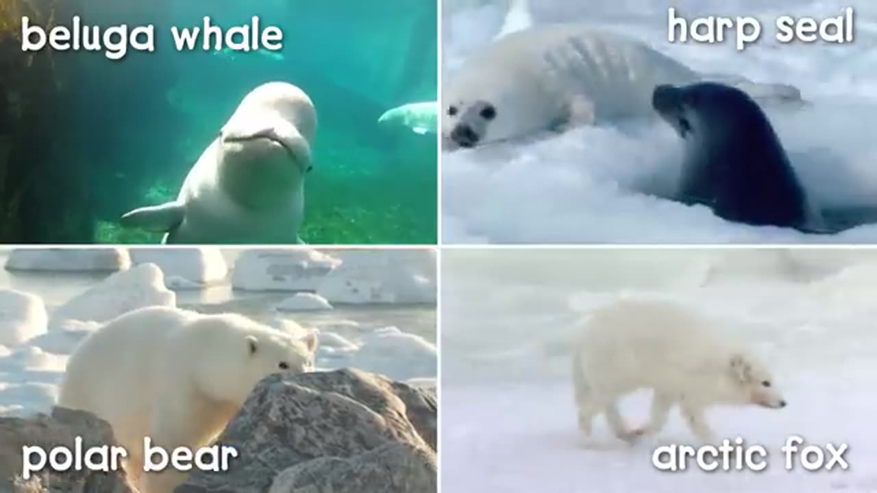 Trending: A Walk in the Arctic for Kids | Educational Video for Early Learners