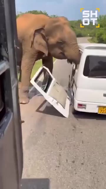 😱 Scary .! A wild elephant terrorized Russian tourists..