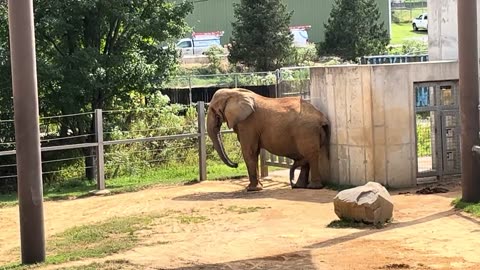 Male Elephant