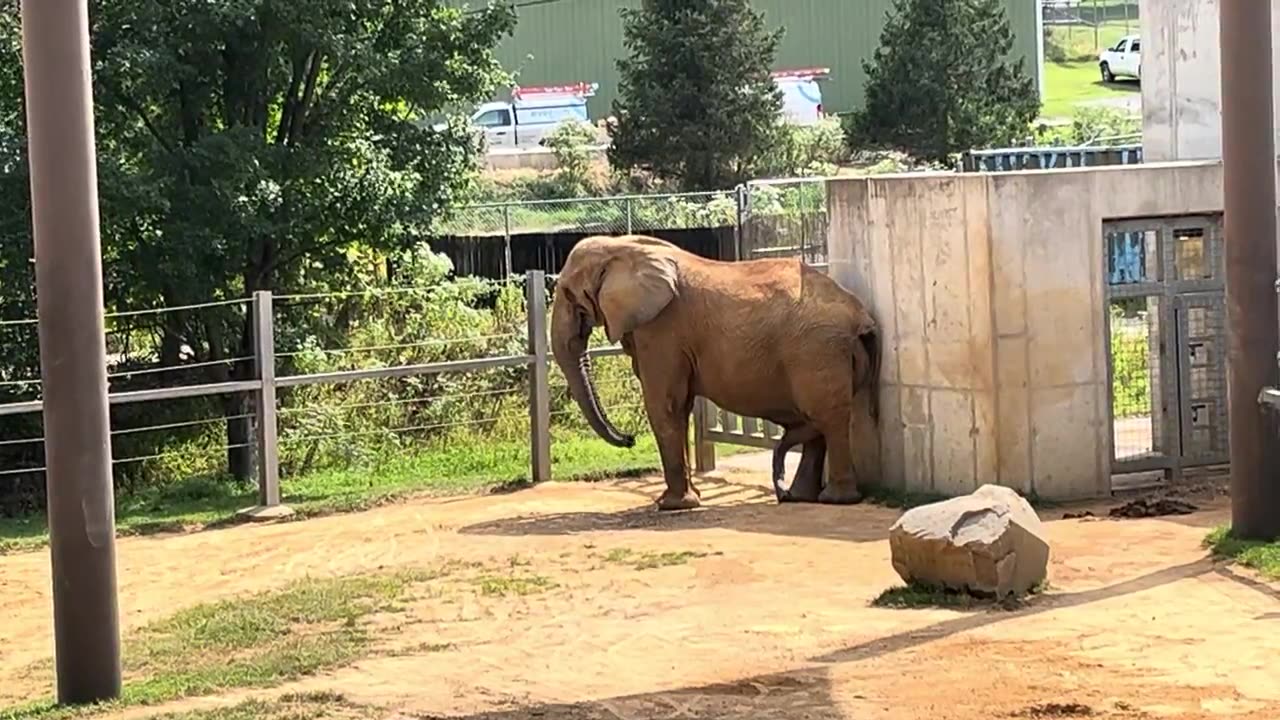 Male Elephant