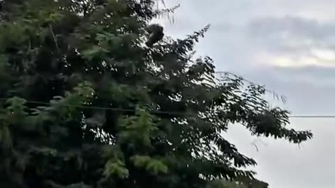 😂🐦 Matrix Pigeon Glitch | FunFM
