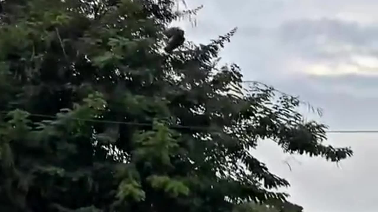 😂🐦 Matrix Pigeon Glitch | FunFM