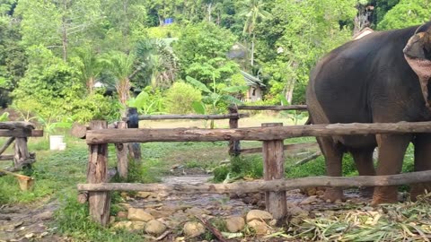 lovely elephants on Koh Chang #animalhumor #animalkingdom #elephant