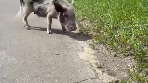 🐷💖 Meet the Cutest Piglet in Moscow! | FunFM