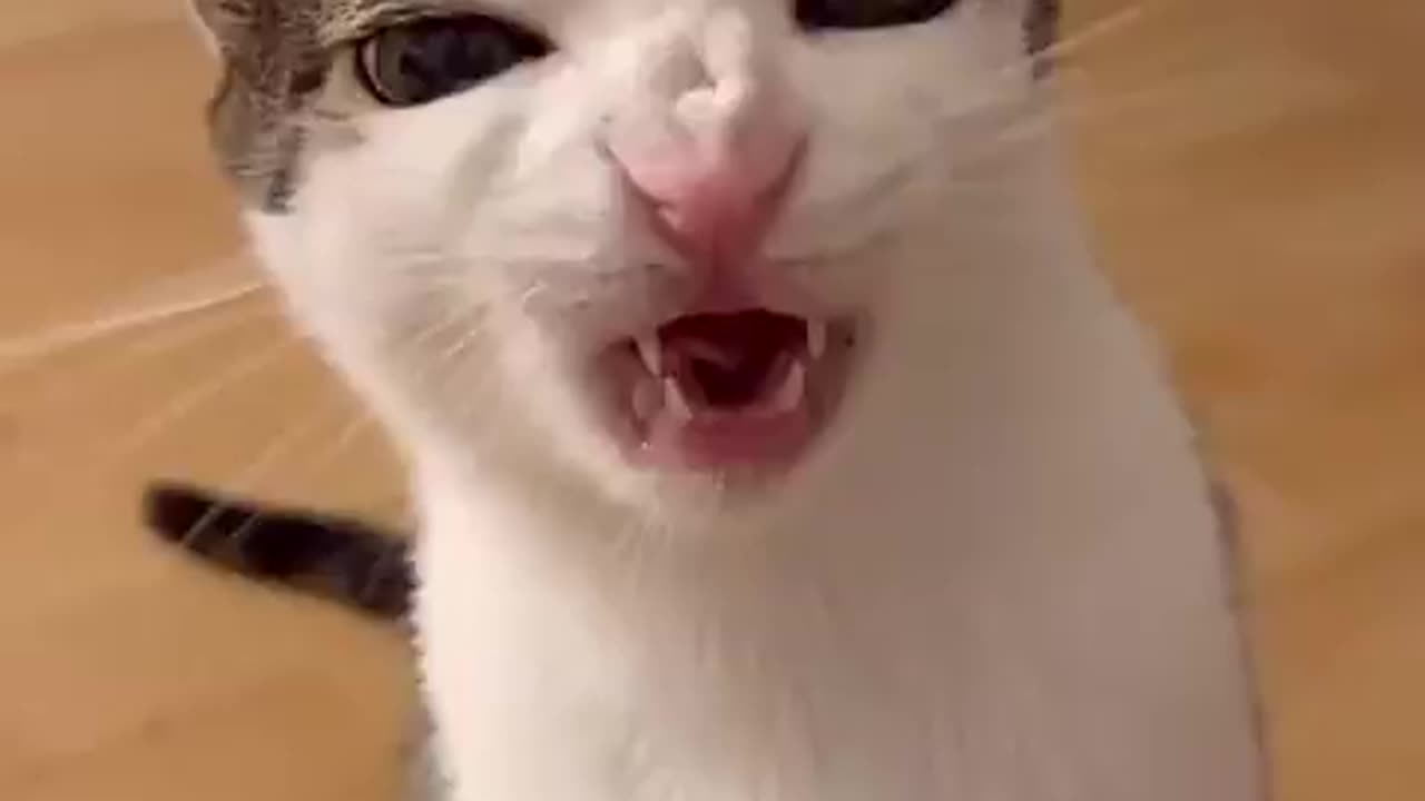 Crunchy Cat