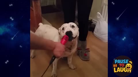 The Funniest Dog Videos on the Internet! 🐾😆
