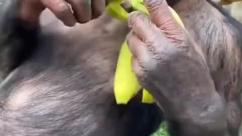 This monkey is in chill mode at the zoo