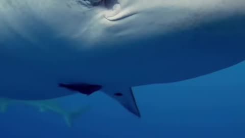 Shark tips anyone? (via:spearfishing21fr)