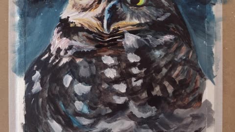 Night Owl Short