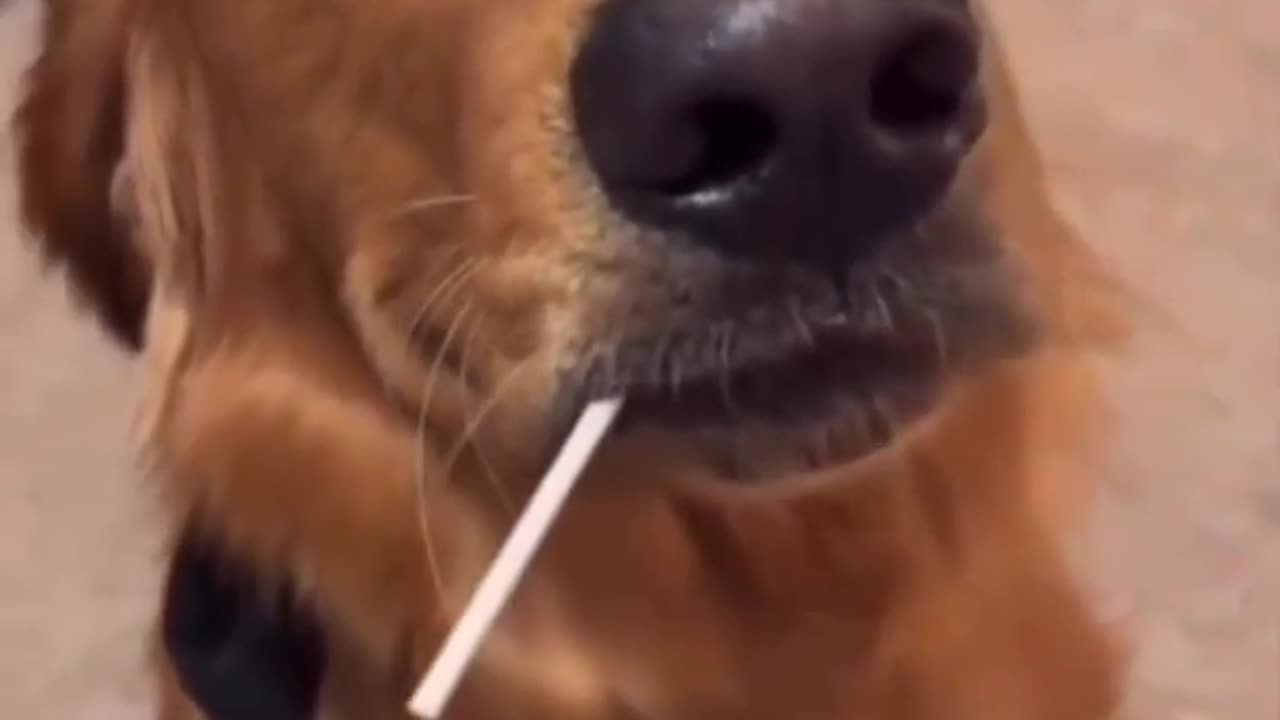 😢🎈 This Kid's Reaction to a Popped Balloon is Heartbreaking... | FunFM