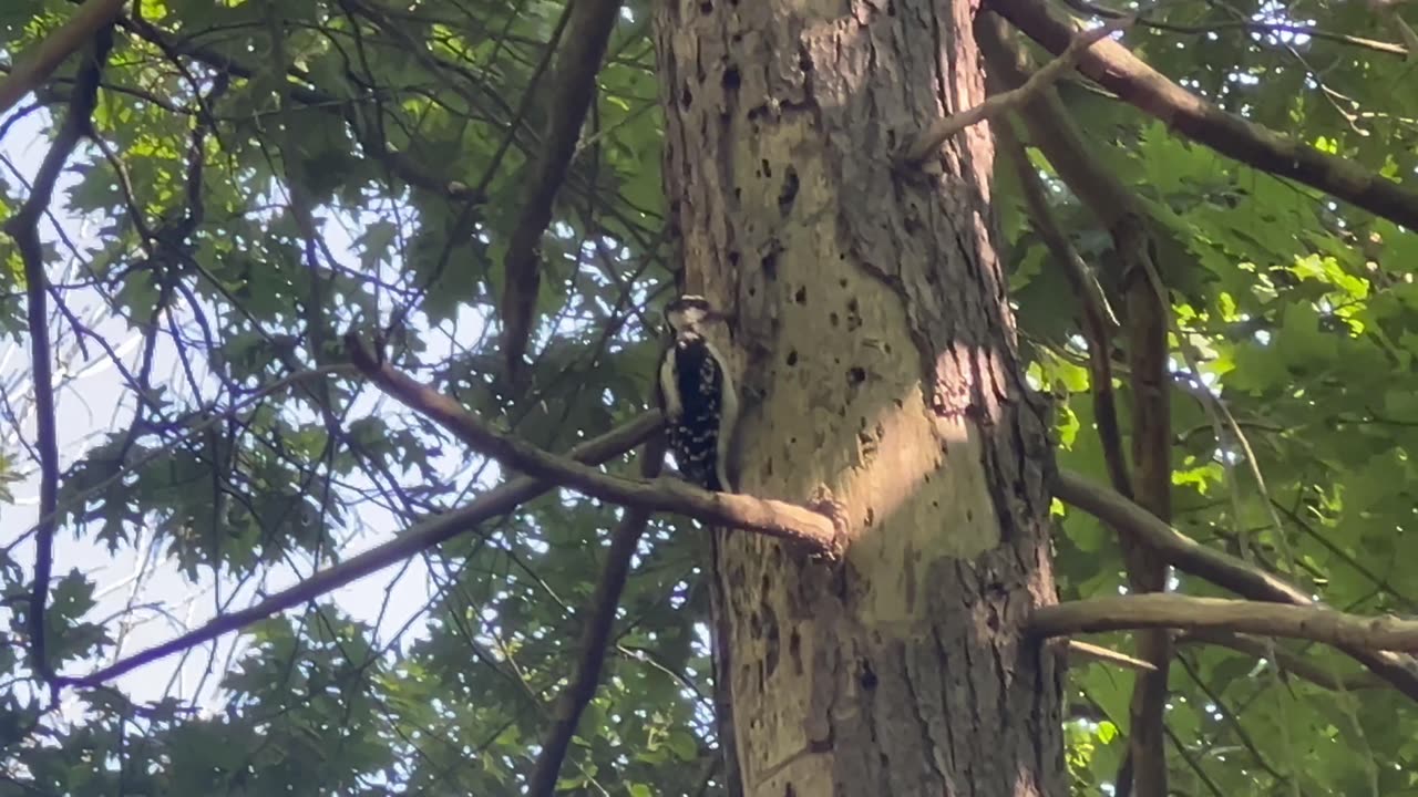 Hairy woodpecker searching for a meal