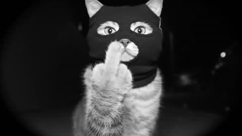 🎥 “The bandit kitten under the surveillance video is greeting you 😼📹 #cute #fyp #kittycat”