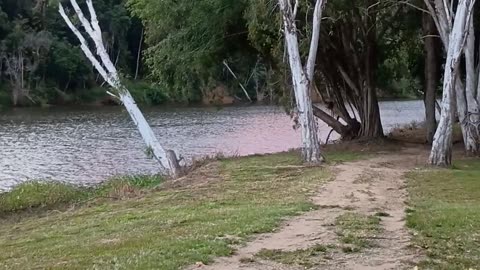 4.6.2025 Barron River Esplanade, Kuranda