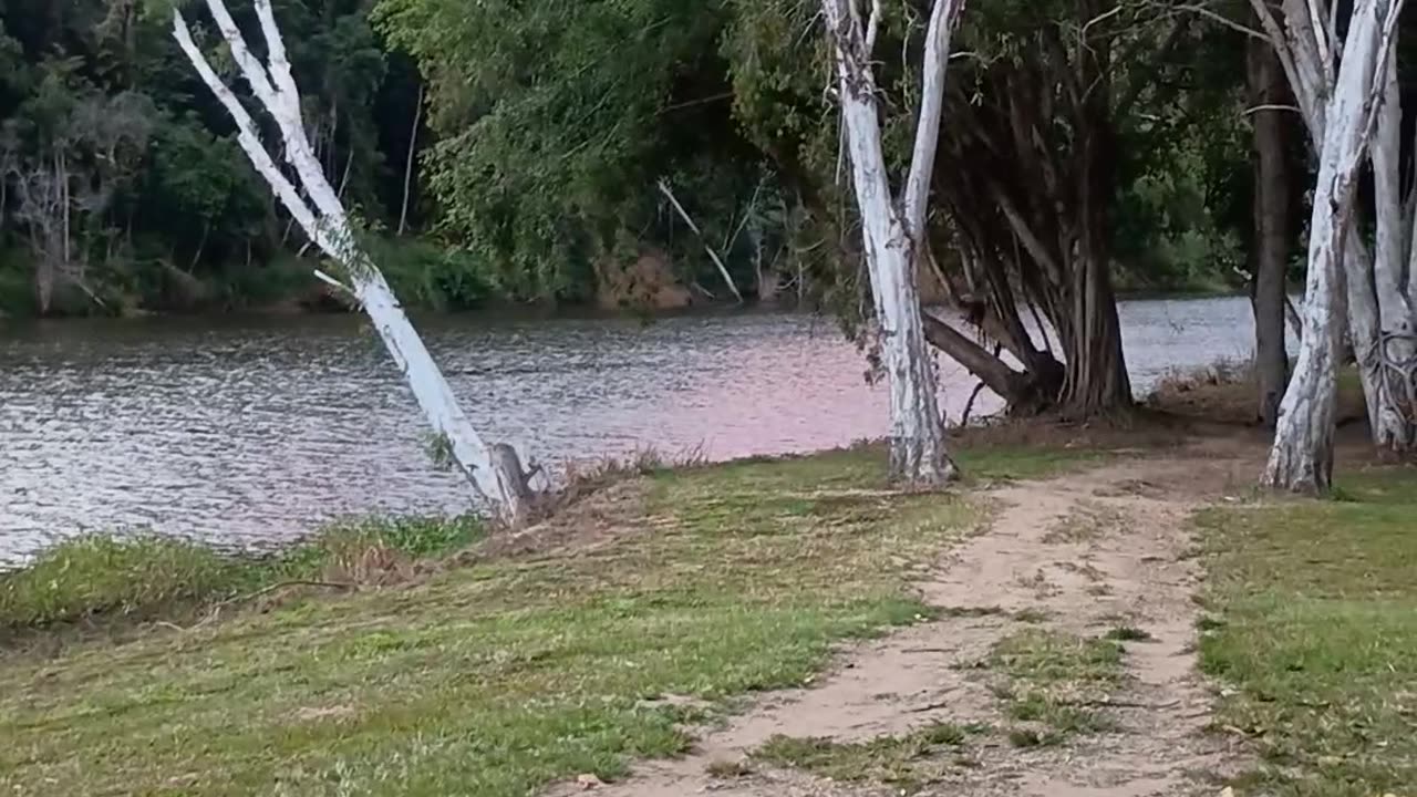 4.6.2025 Barron River Esplanade, Kuranda
