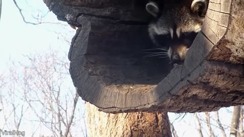 Funniest Animal Videos Ever (Part 1)