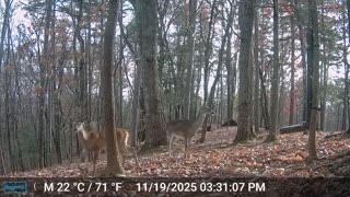 The Woods – 11/20/2025