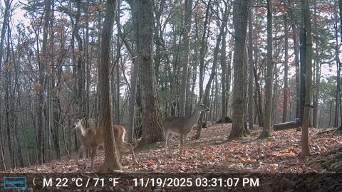 The Woods – 11/20/2025