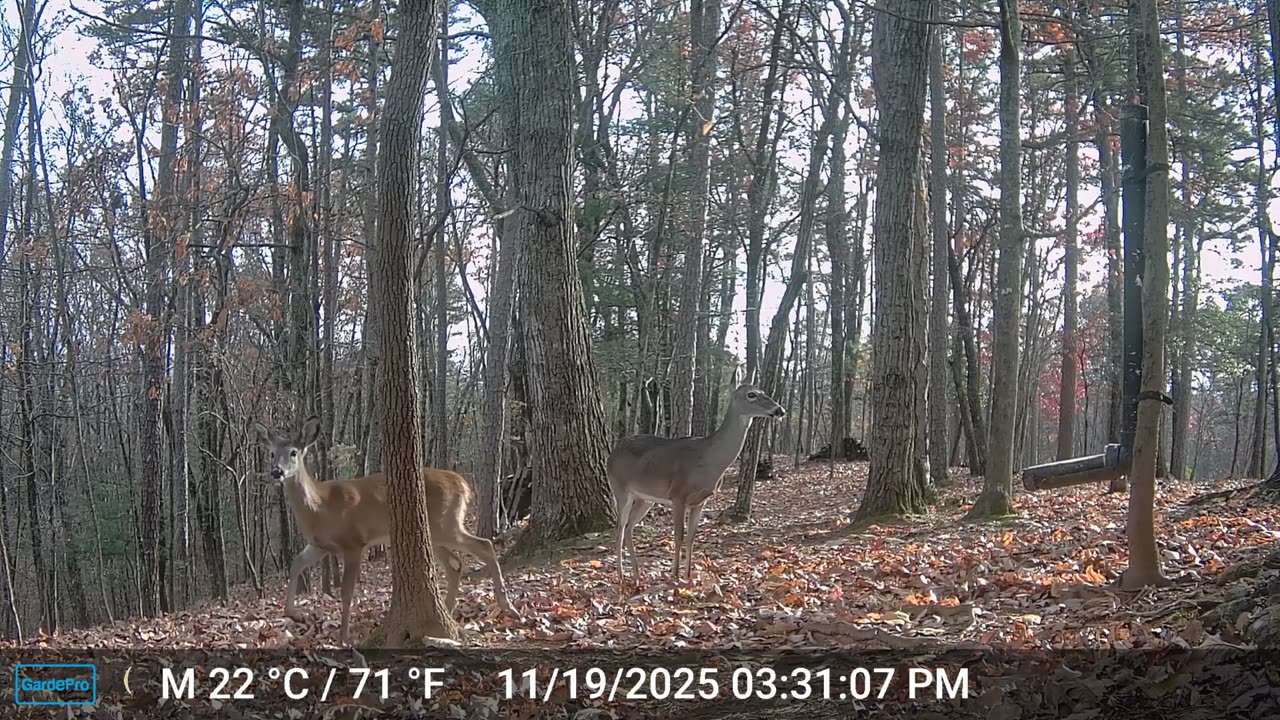 The Woods – 11/20/2025