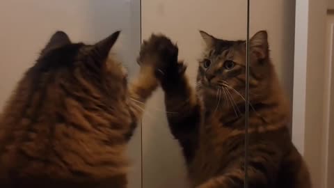 🤯🐾 This Detective Cat Knows Your Every Move! | FunFM