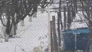 You're gonna need a taller fence. Anatolian Shepherd FTW