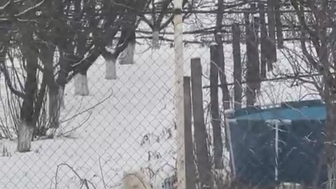 You're gonna need a taller fence. Anatolian Shepherd FTW