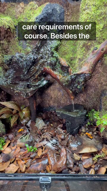 Vivariums Come In All Shapes And Sizes!