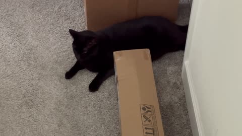 Cute Precious Piper Exercises Between the Boxes - My Adopted Shelter Cat Vlog
